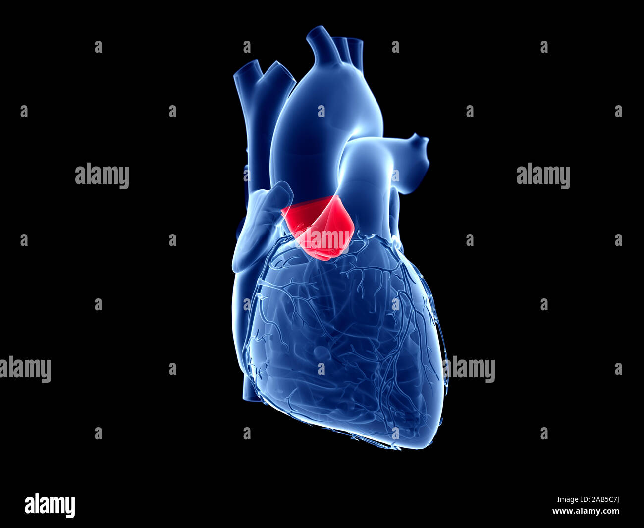 3D Rendering accurato dal punto di vista medico illustrazione della valvola aortica Foto Stock