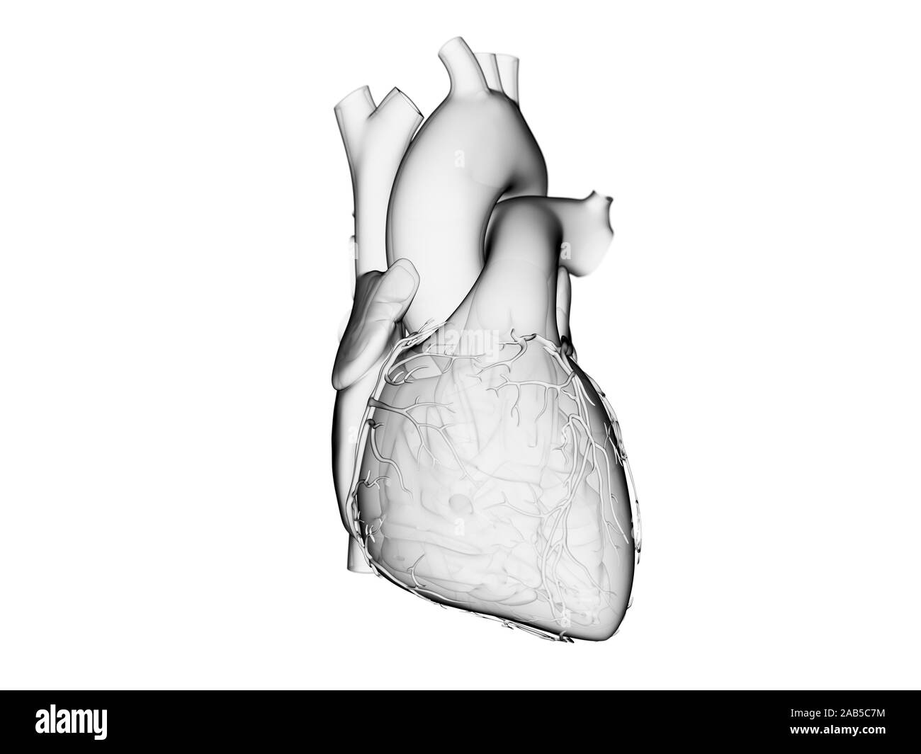3D Rendering accurato dal punto di vista medico illustrazione del cuore umano Foto Stock