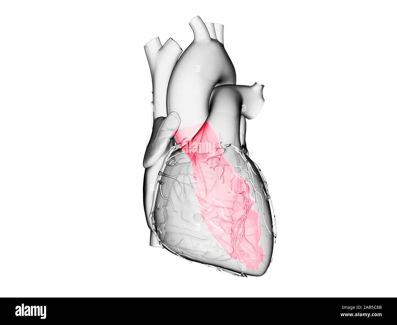 3D Rendering accurato dal punto di vista medico illustrazione del ventricolo sinistro Foto Stock