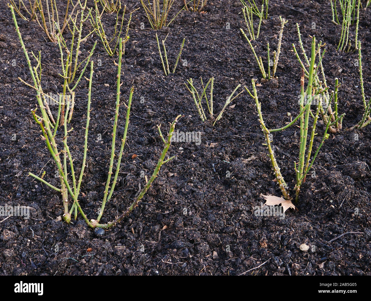 Rosa inglese Graham Thomas è stato potati in inverno e il suolo coperto con uno strato di strame. Foto Stock