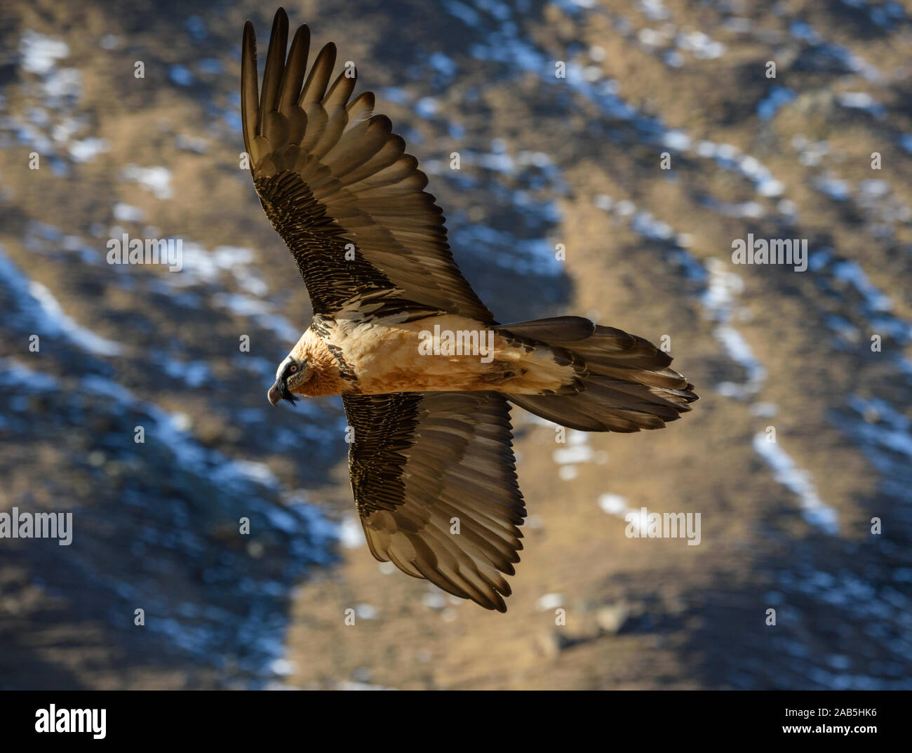 Bartgeier fliegt un einem Berghang entlang, Gypaetus barbatus, Foto Stock