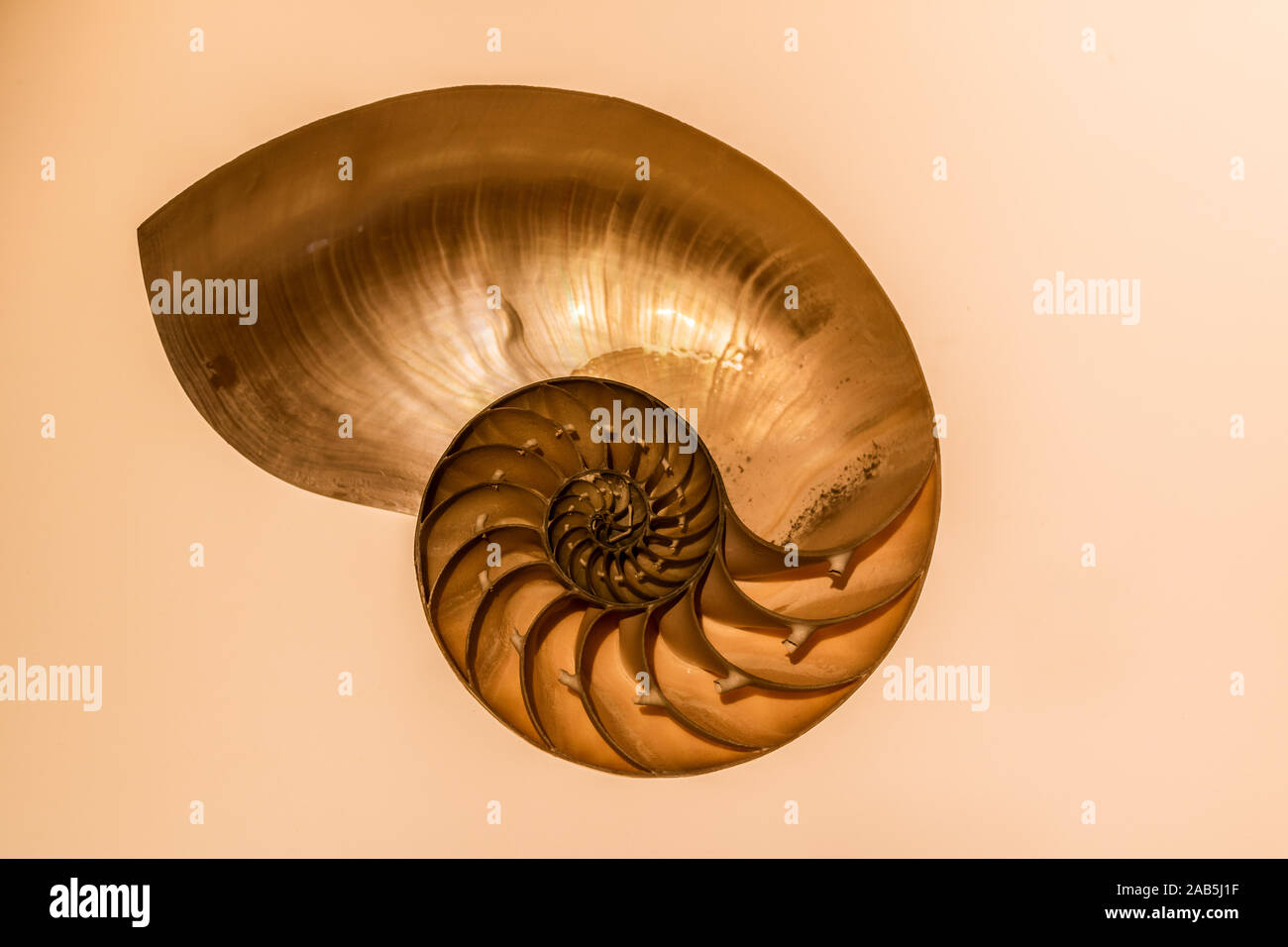 Il Nautilus shell con la sua meravigliosa struttura frattale. Foto Stock