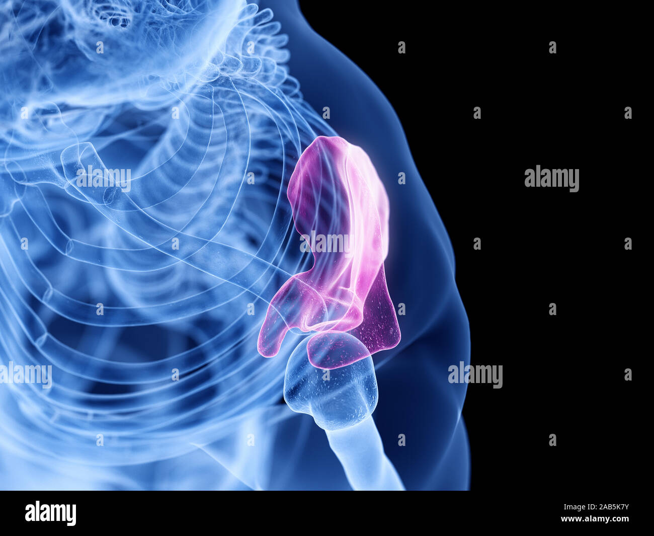 3D Rendering accurato dal punto di vista medico illustrazione della scapola Foto Stock