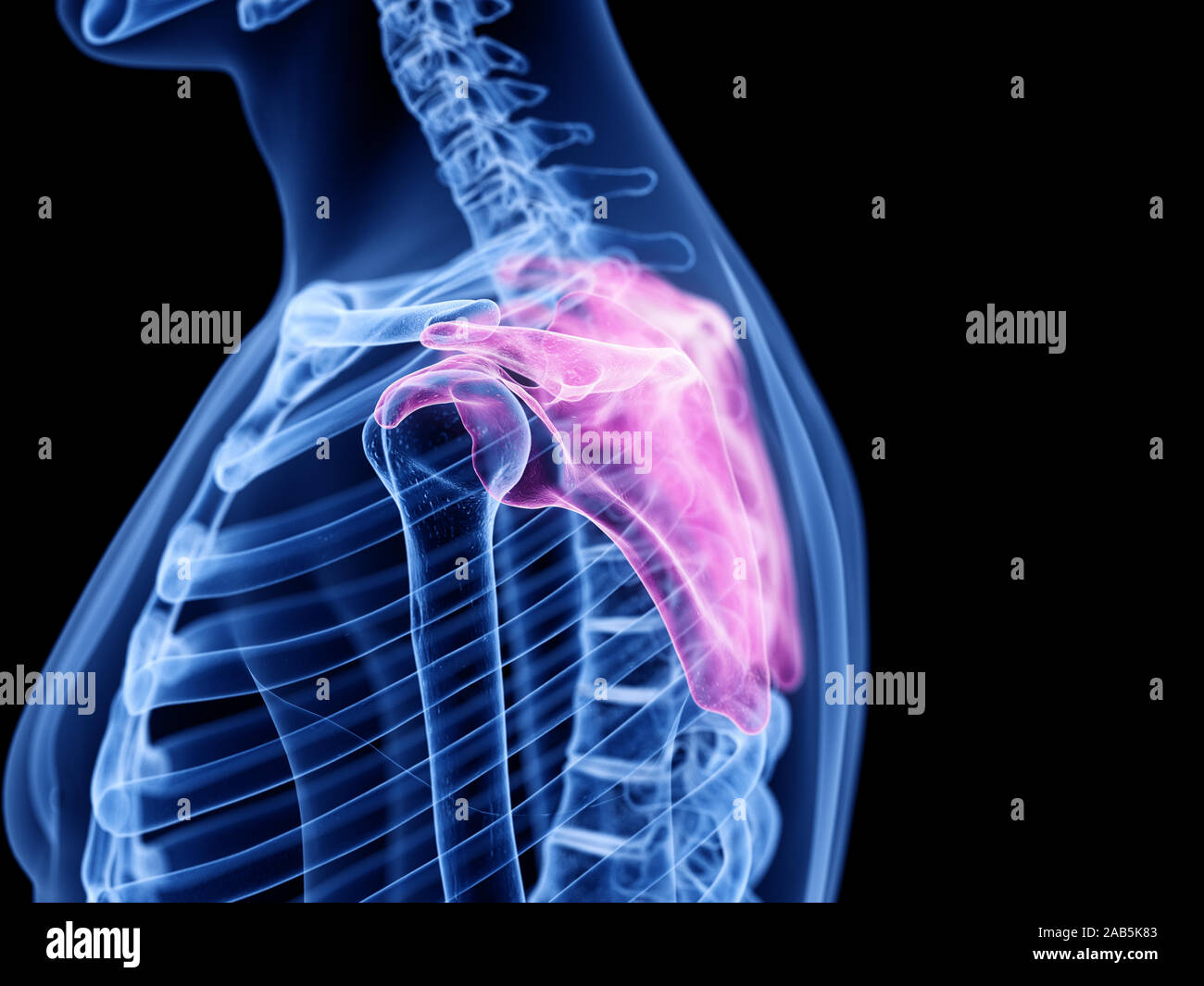 3D Rendering accurato dal punto di vista medico illustrazione della scapola Foto Stock