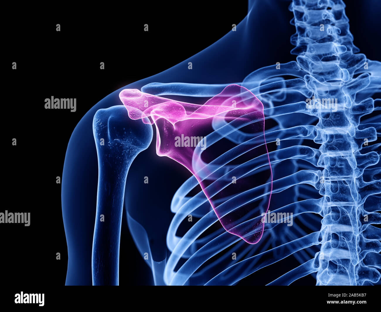 3D Rendering accurato dal punto di vista medico illustrazione della scapola Foto Stock
