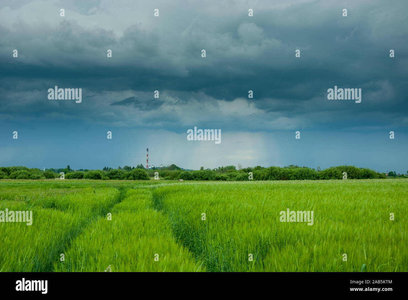 Le tracce nel grano verde scuro, nubi e pioggia. Nowiny, Polonia Foto Stock