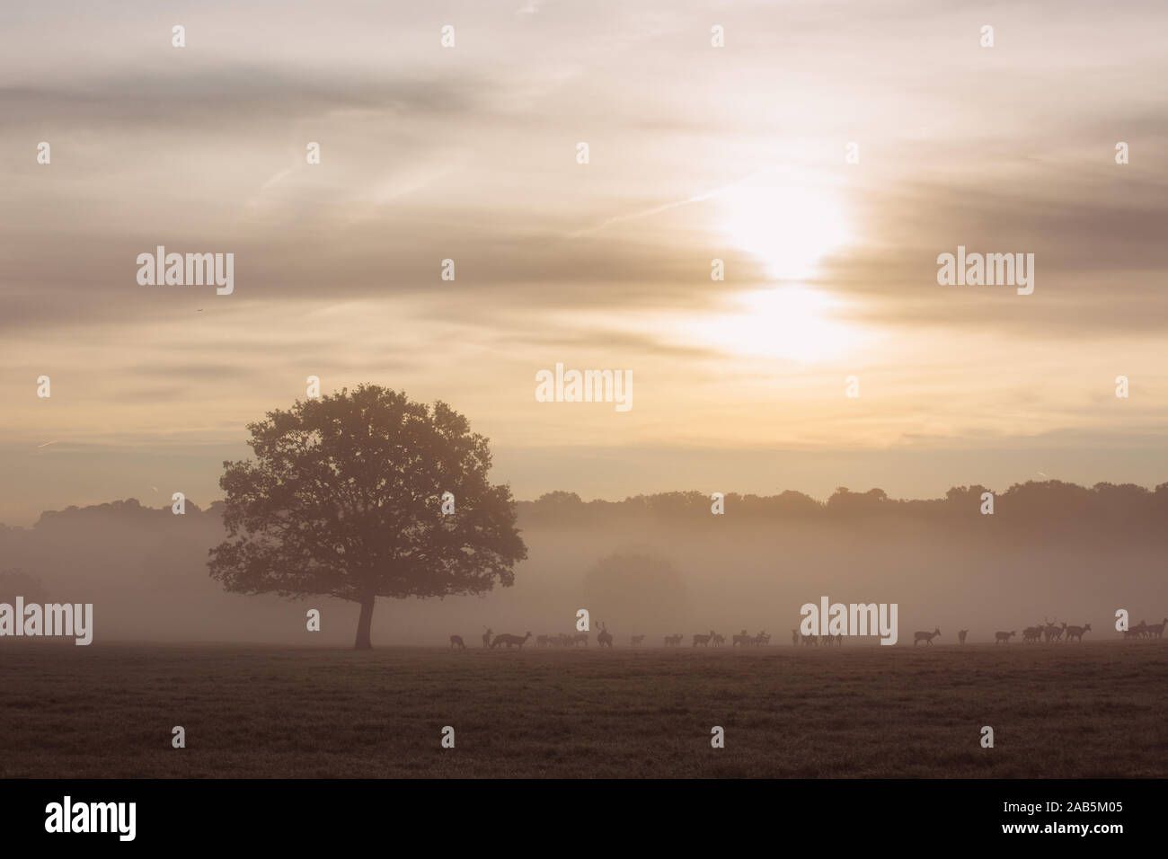 Colorati (colorate) alberi autunnali a Richmond Deer Park, Londra Foto Stock