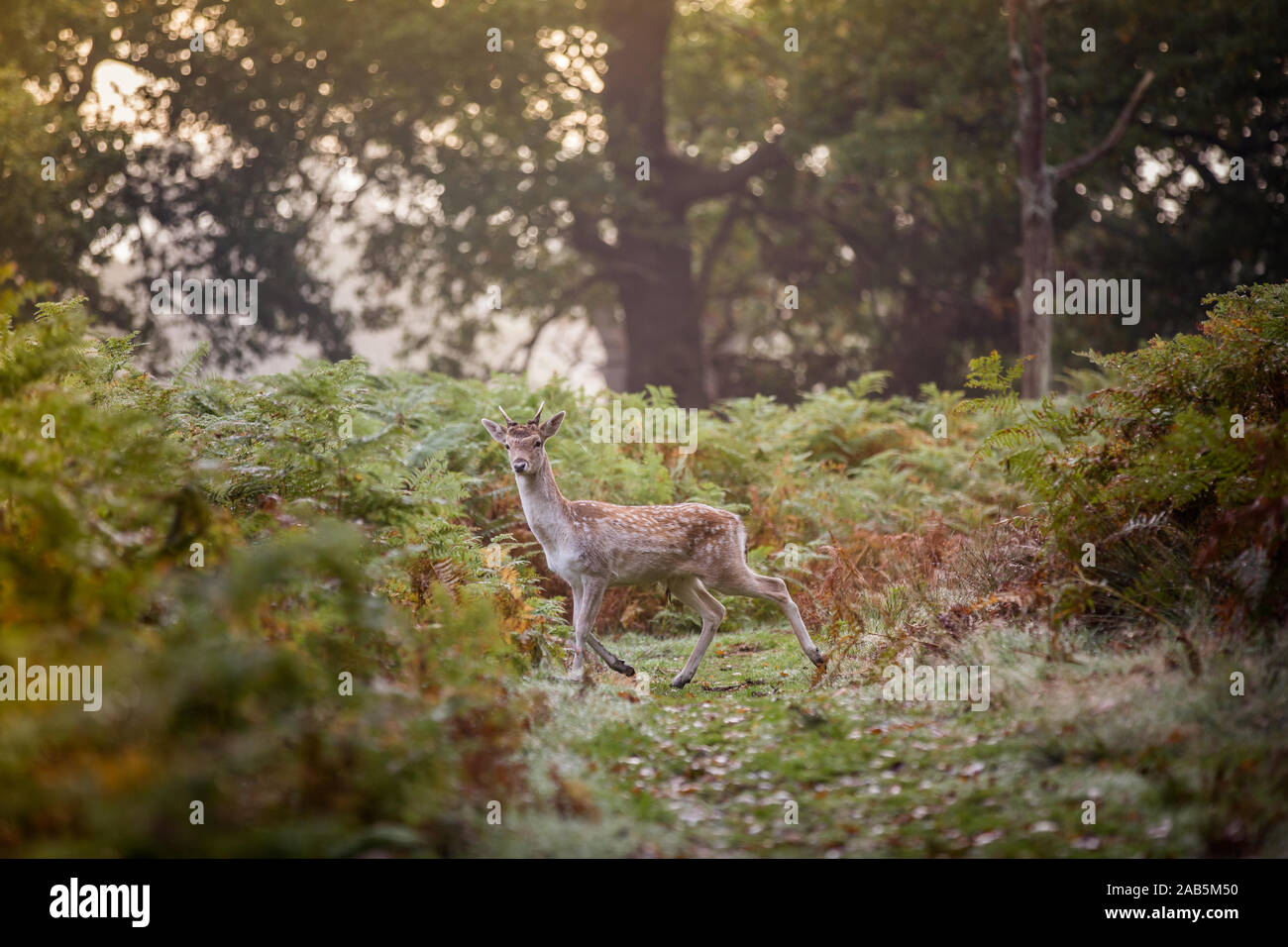 Il cervo a piedi attraverso un percorso durante l'autunno rut in Richmond Park Foto Stock