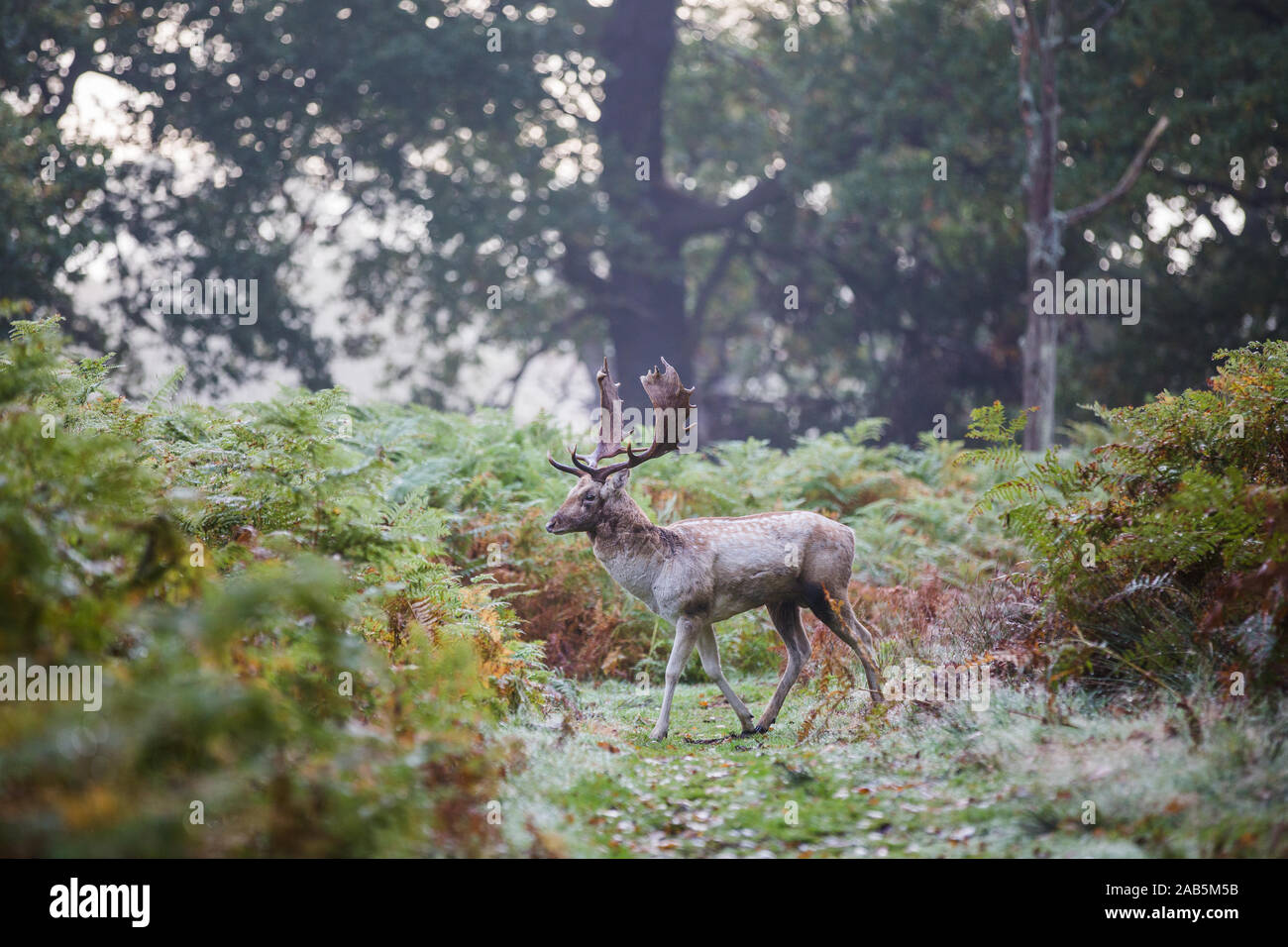 Deer durante l'autunno rut in Richmond Park Foto Stock