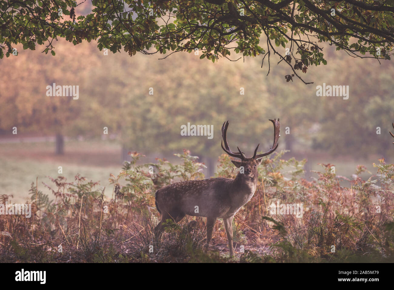 Un cervo durante l'autunno rut in Richmond Park Foto Stock