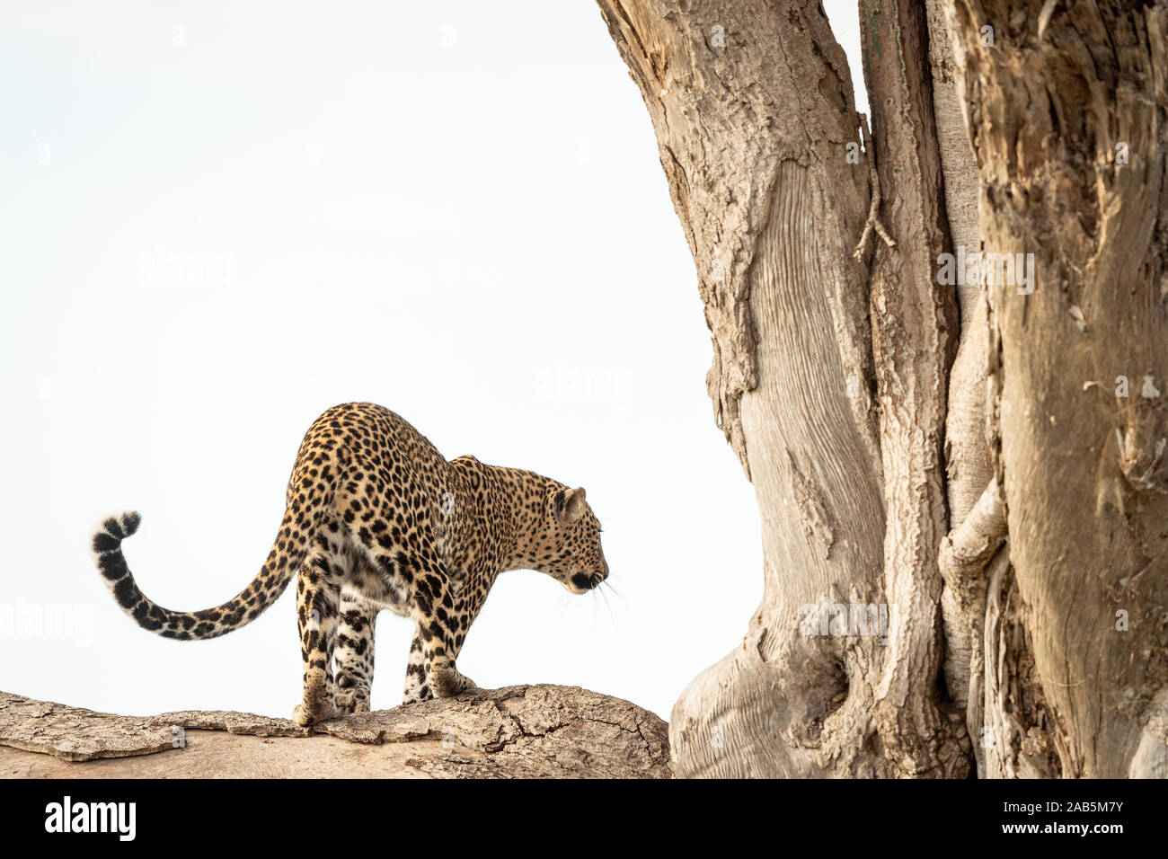 African Leopard (Panthera pardus) nella struttura ad albero nel Masai Mara in Kenya, Foto Stock