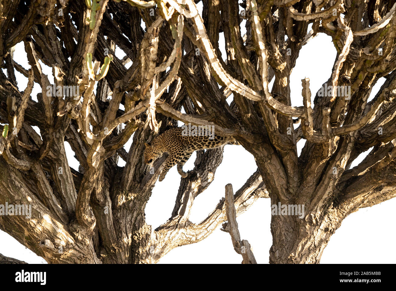 African Leopard (Panthera padres) in Candelabra Euphorbia albero nel Masai Mara in Kenya Foto Stock