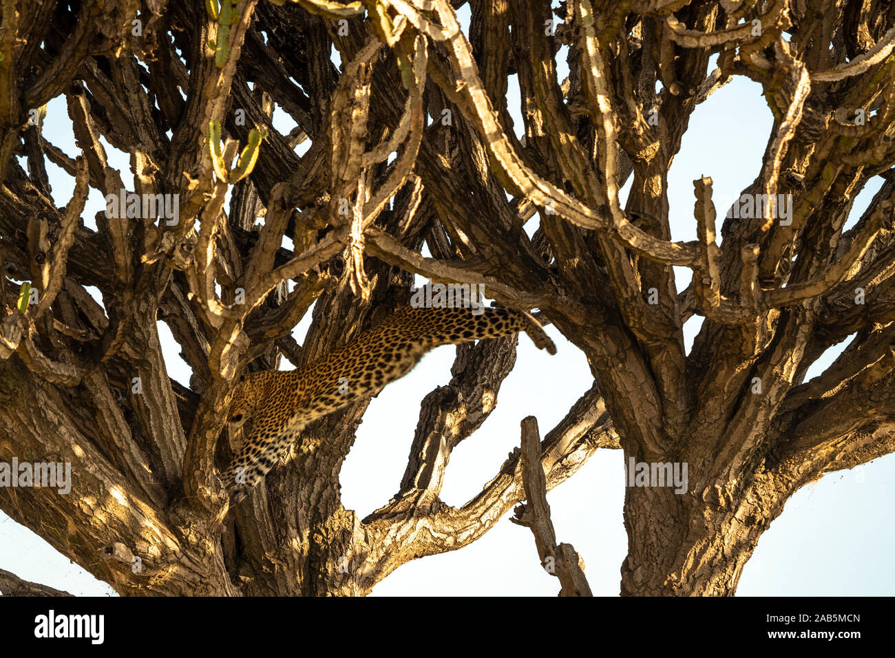 African Leopard (Panthera pardus) nella struttura ad albero nel Masai Mara in Kenya, Foto Stock