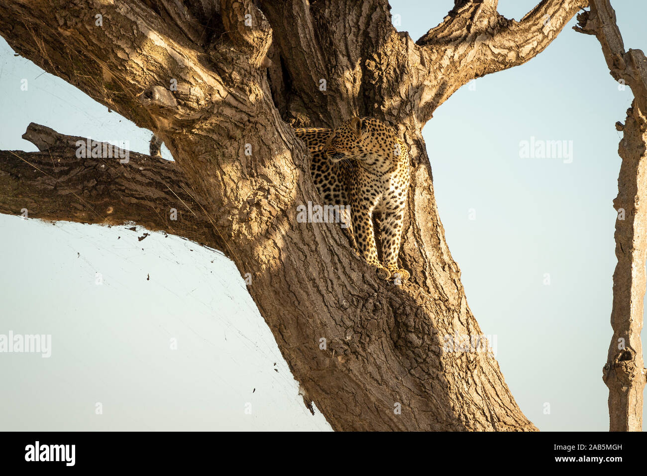 African Leopard (Panthera pardus) nella struttura ad albero nel Masai Mara in Kenya, Foto Stock