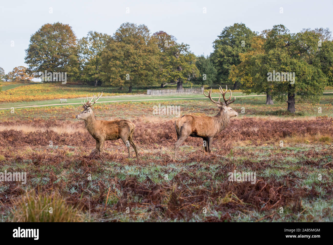 Due cervi rivolta nella direzione opposta, Richmond Park, Londra Foto Stock