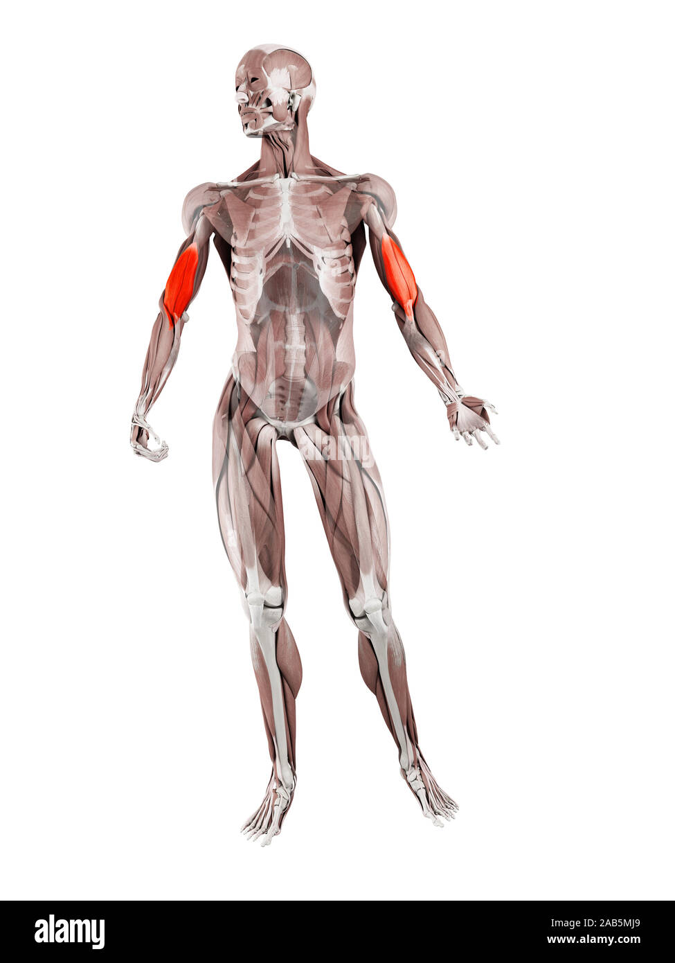 Rendering 3d'illustrazione del muscolo del brachialis Foto Stock