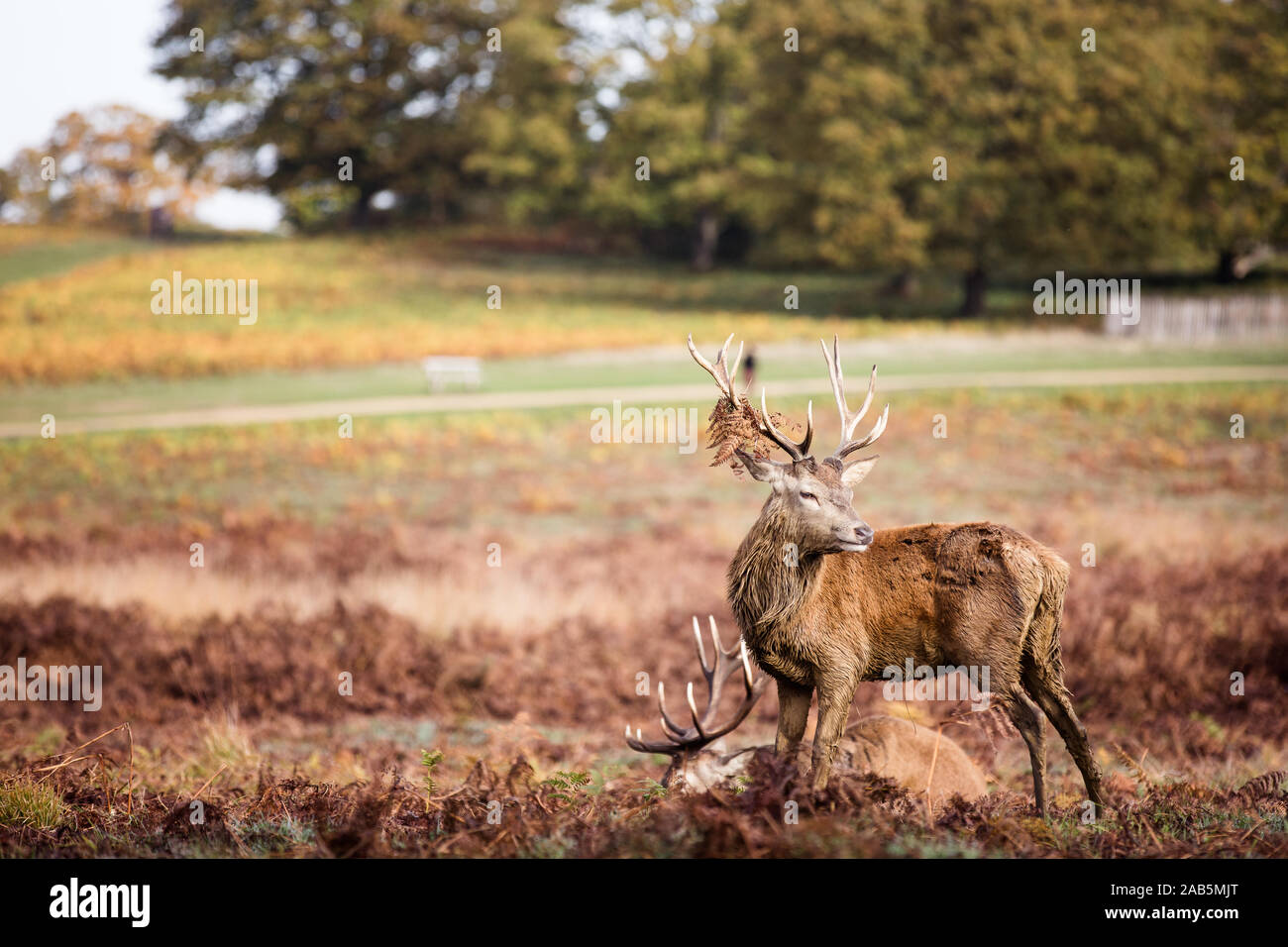 Due cervi a Richmond Park Foto Stock