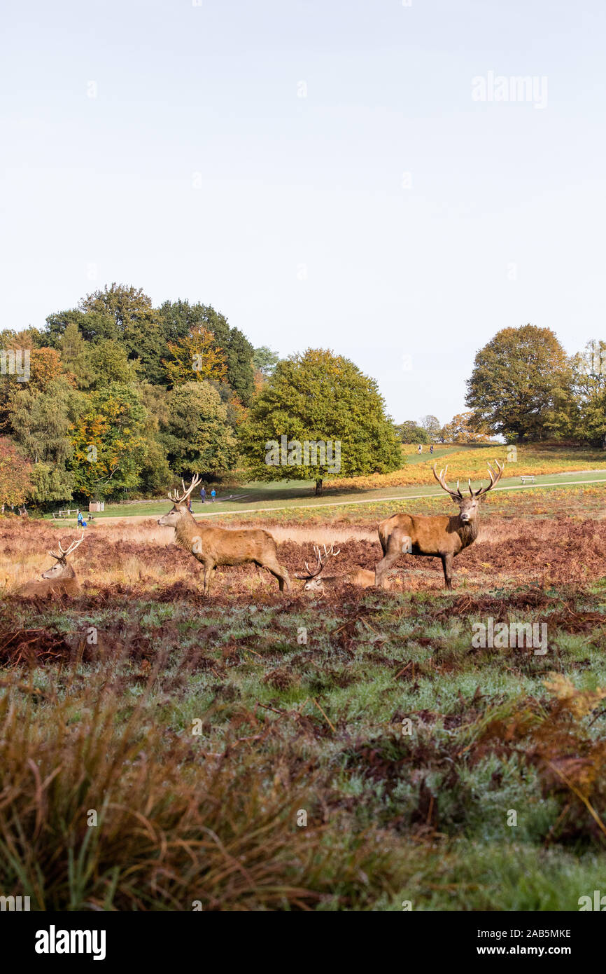 Allevamento di cervi a Richmond Park, in autunno Foto Stock