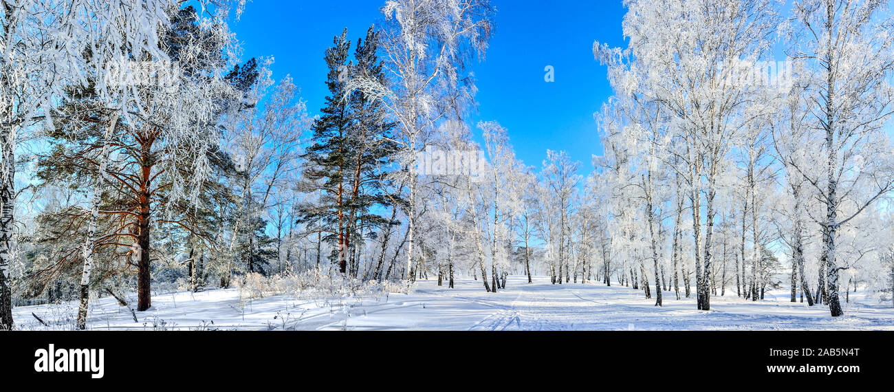 Congelati birch e alberi di pino con neve e brina coperta in inverno pieno di sole giorno con colore blu cielo chiaro - splendido sole panoramico landscap widescreen Foto Stock