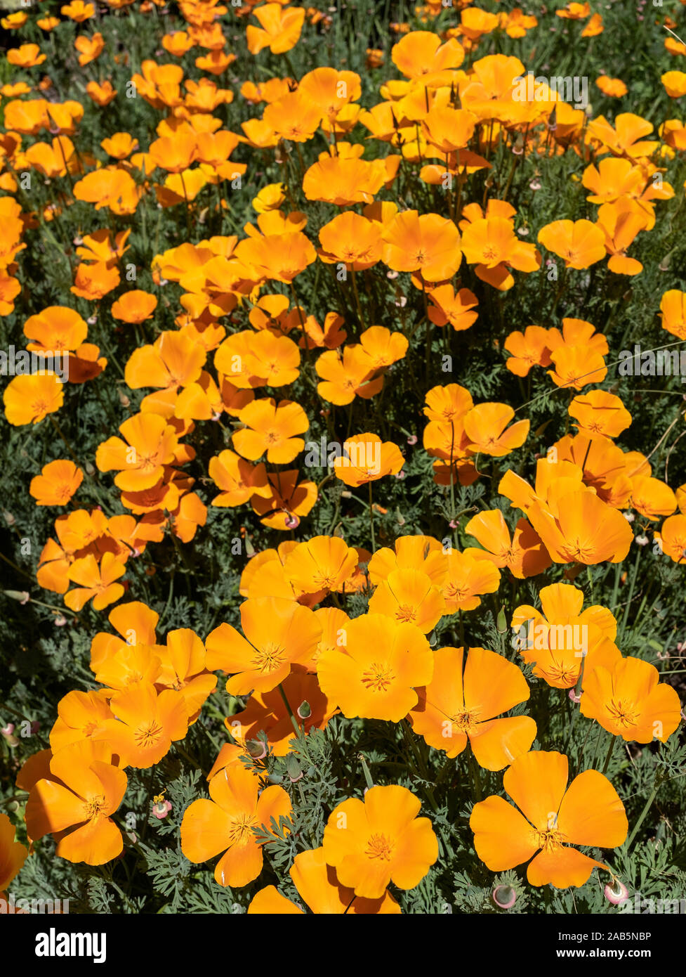 California Orange poppies in piena fioritura Foto Stock