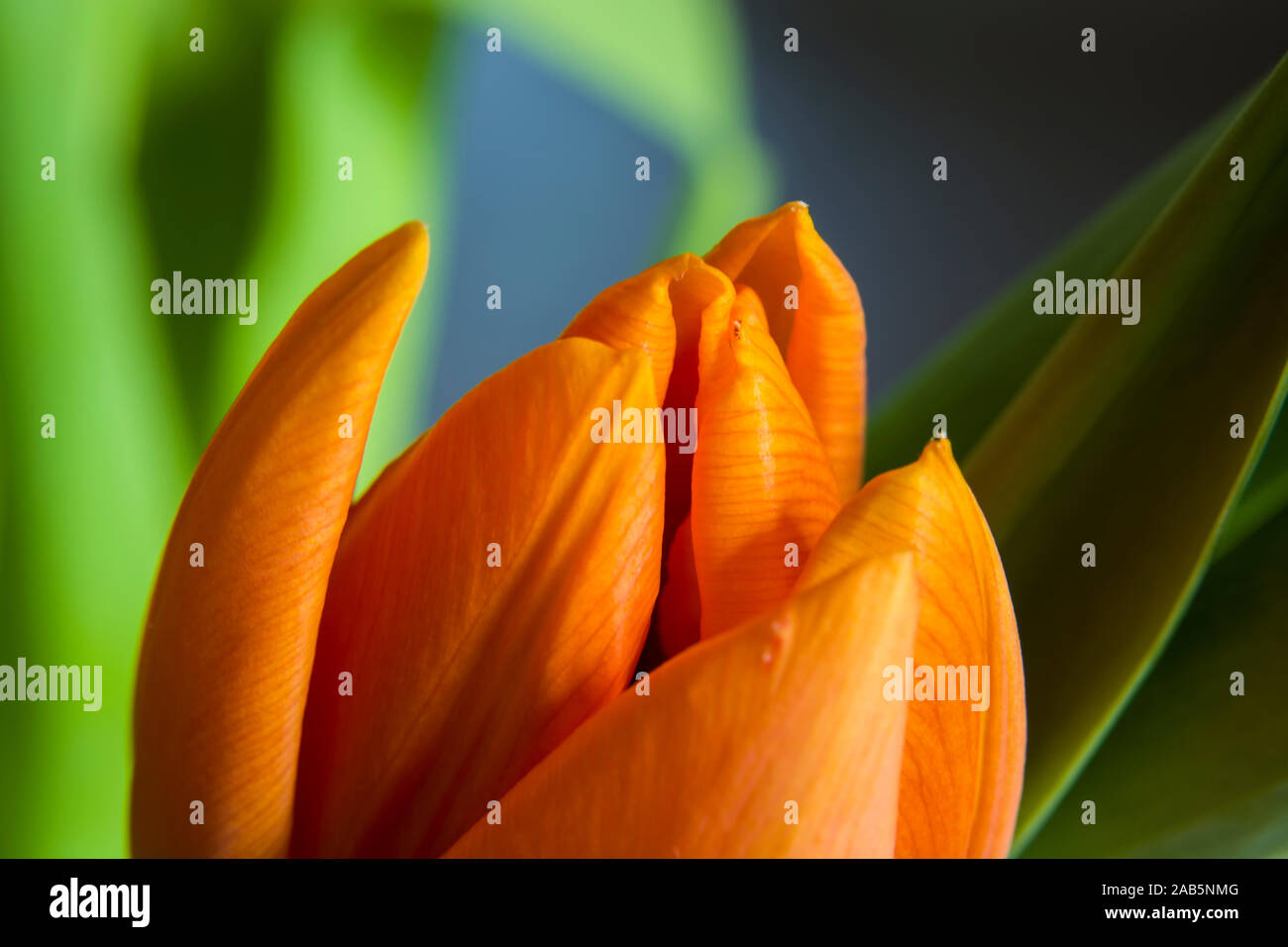 Orange Tulip, primo piano Foto Stock