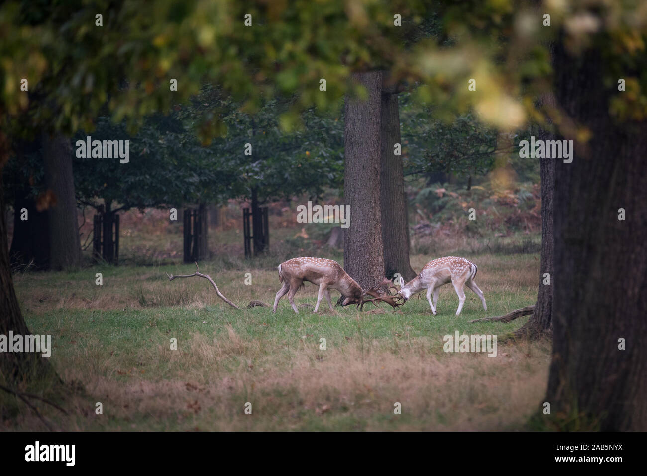 Due cervi durante l'autunno Rut in Richmond Park Foto Stock