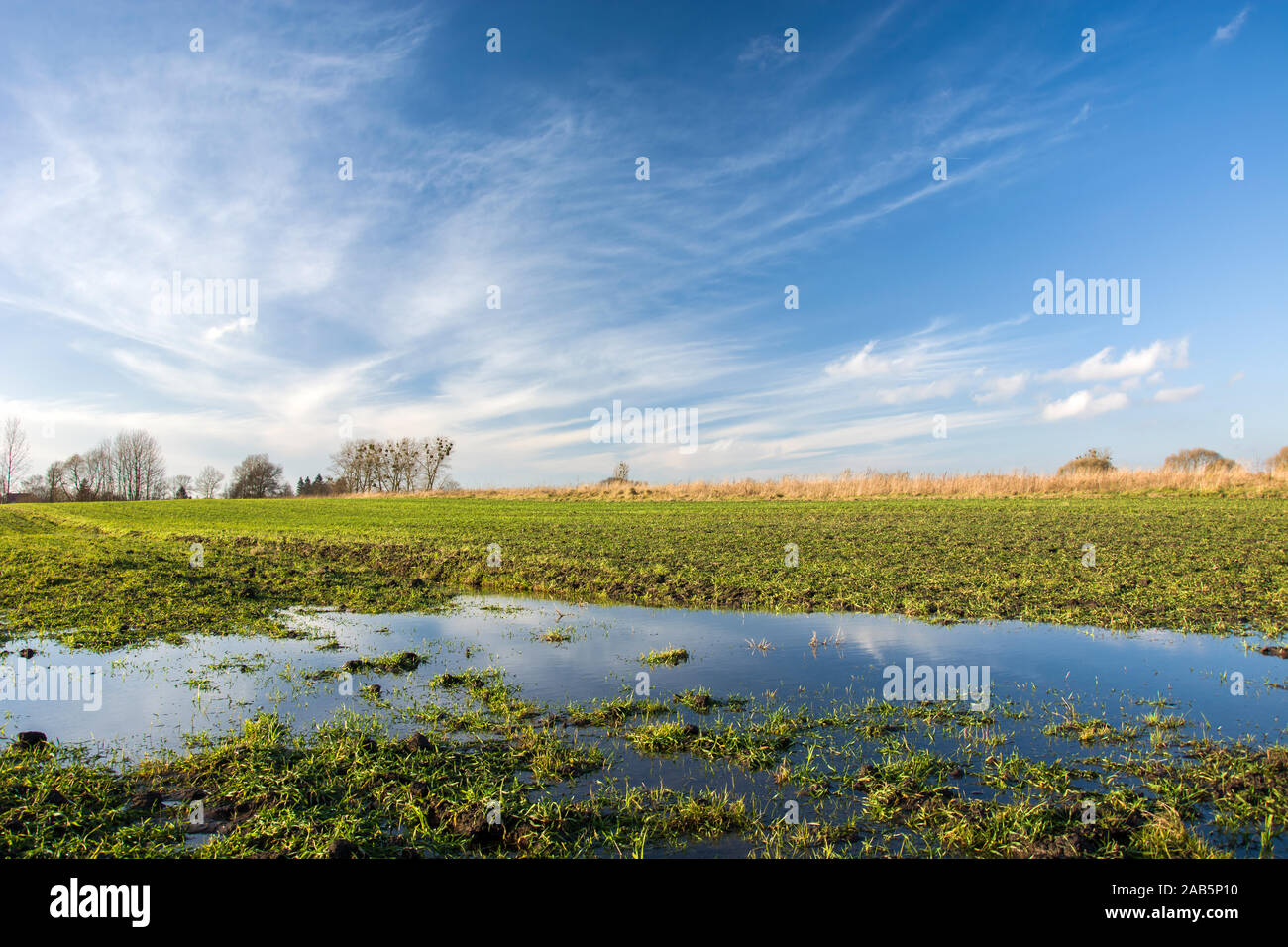 Campo allagato con acqua, i trend con orizzonte di riferimento e nuvole nel cielo Foto Stock