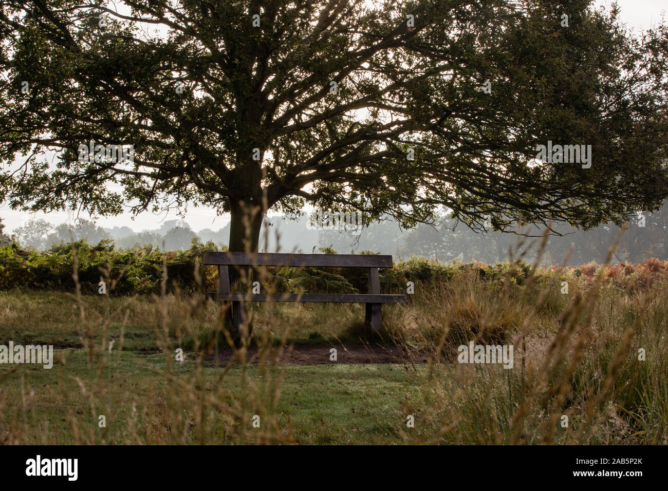 Banco in Richmond Park, seduti nel parco in autunno Foto Stock