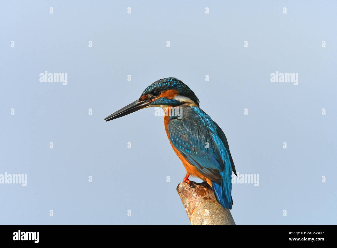 Kingfisher ritratto Foto Stock