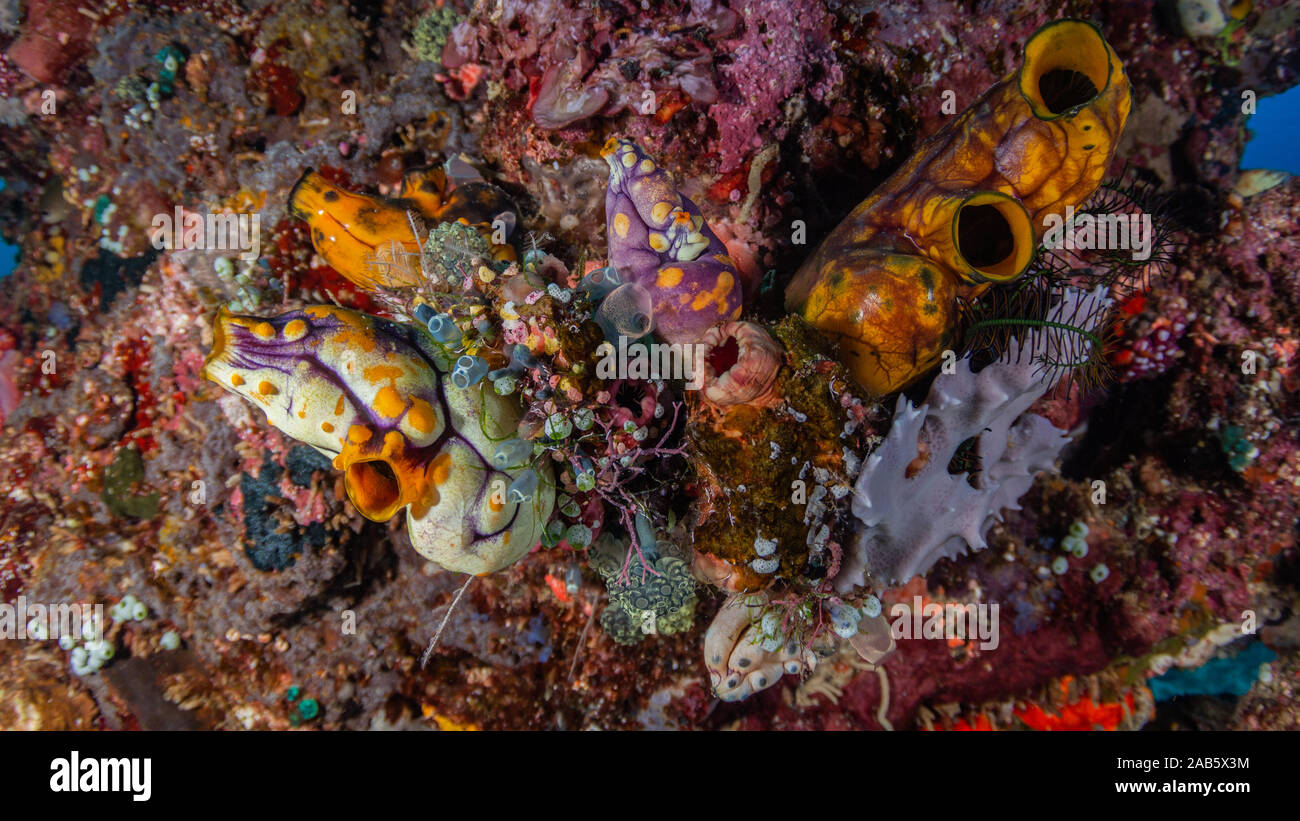 Tunicati nella barriera corallina Foto Stock