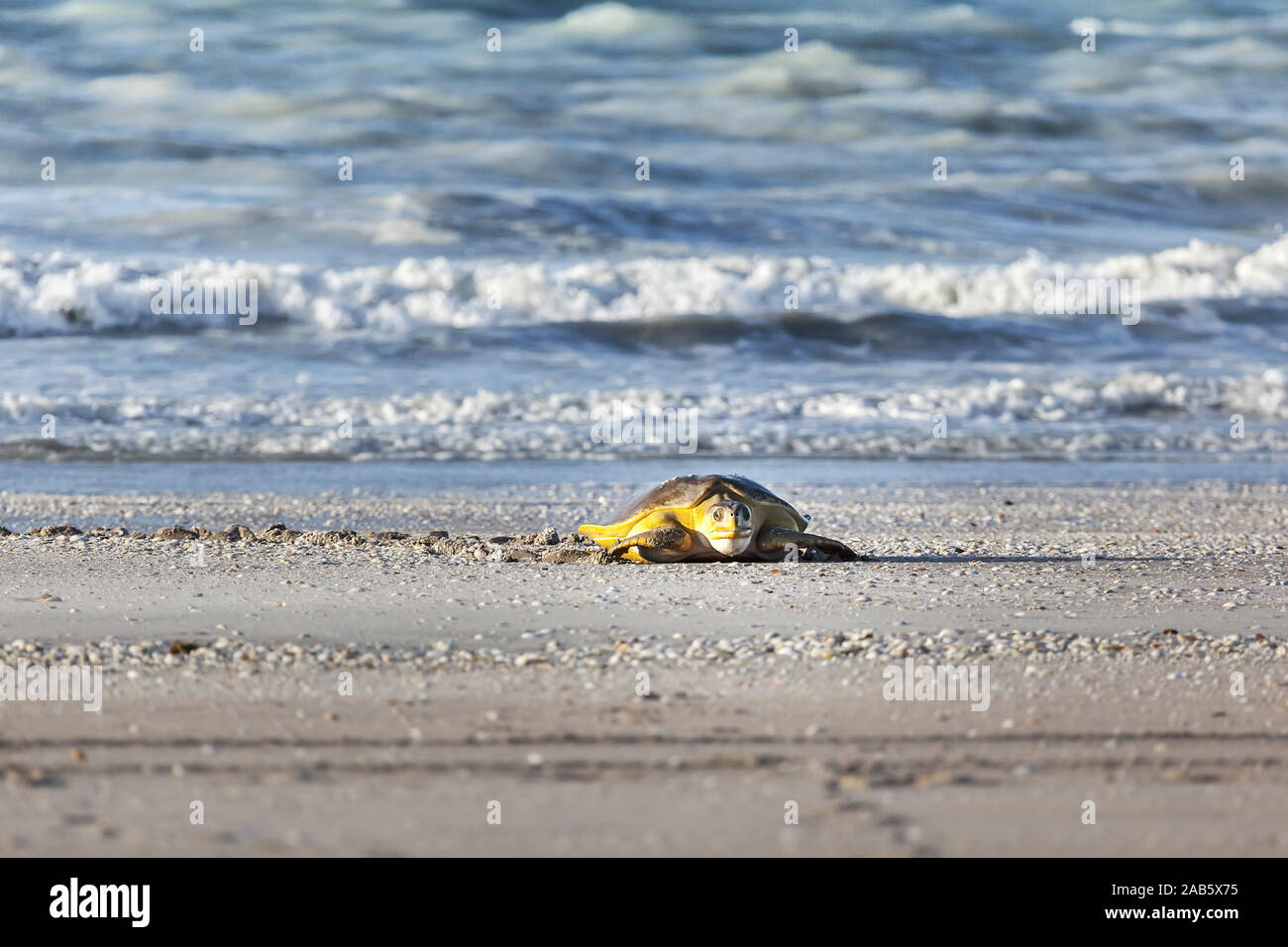 Eine Schildkroete am 80-Meilen-Strand in Australien Foto Stock