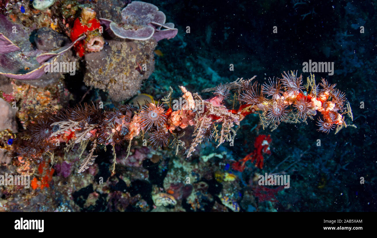 Anemoni in Coral reef Foto Stock