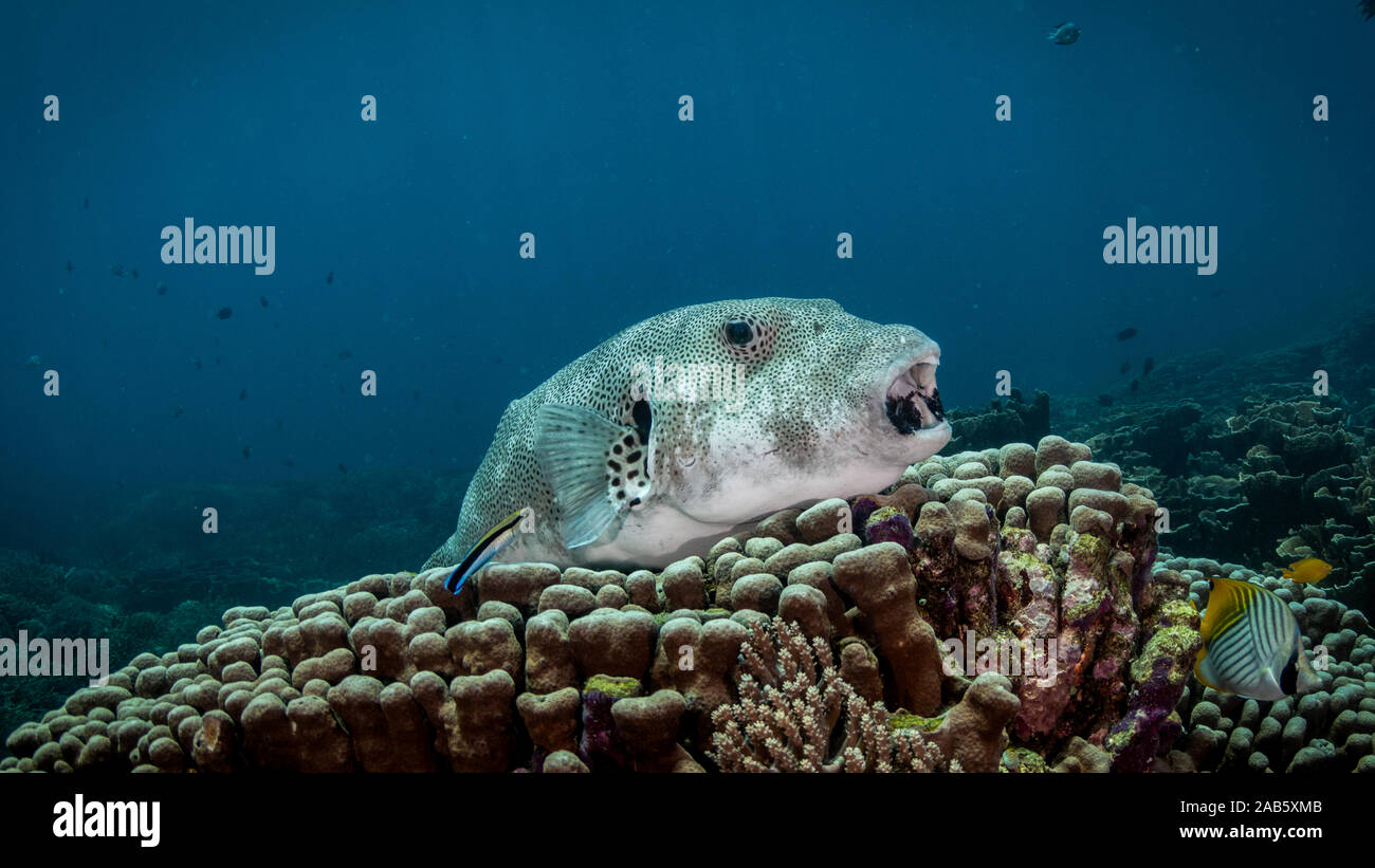 Pesce Istrice su corallo in acqua blu Foto Stock