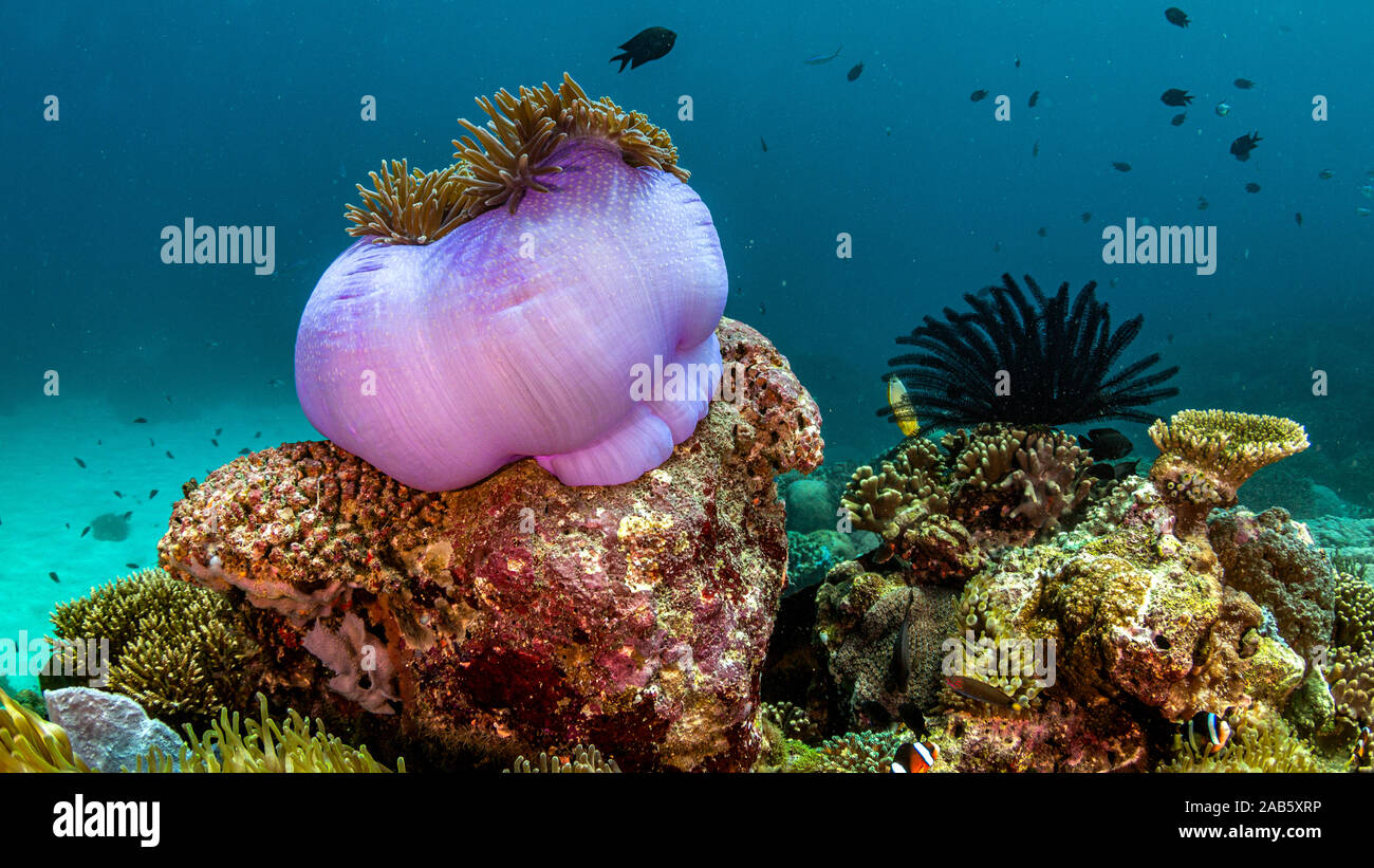 Anemone chiuso nella barriera corallina Foto Stock