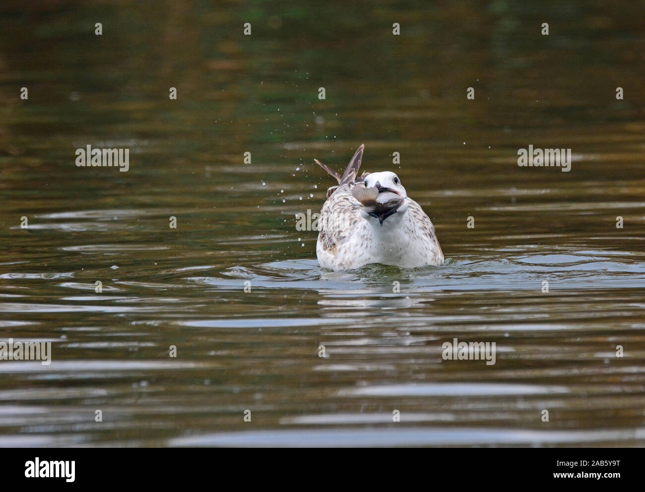Seagull mangiare il pesce in acqua Foto Stock