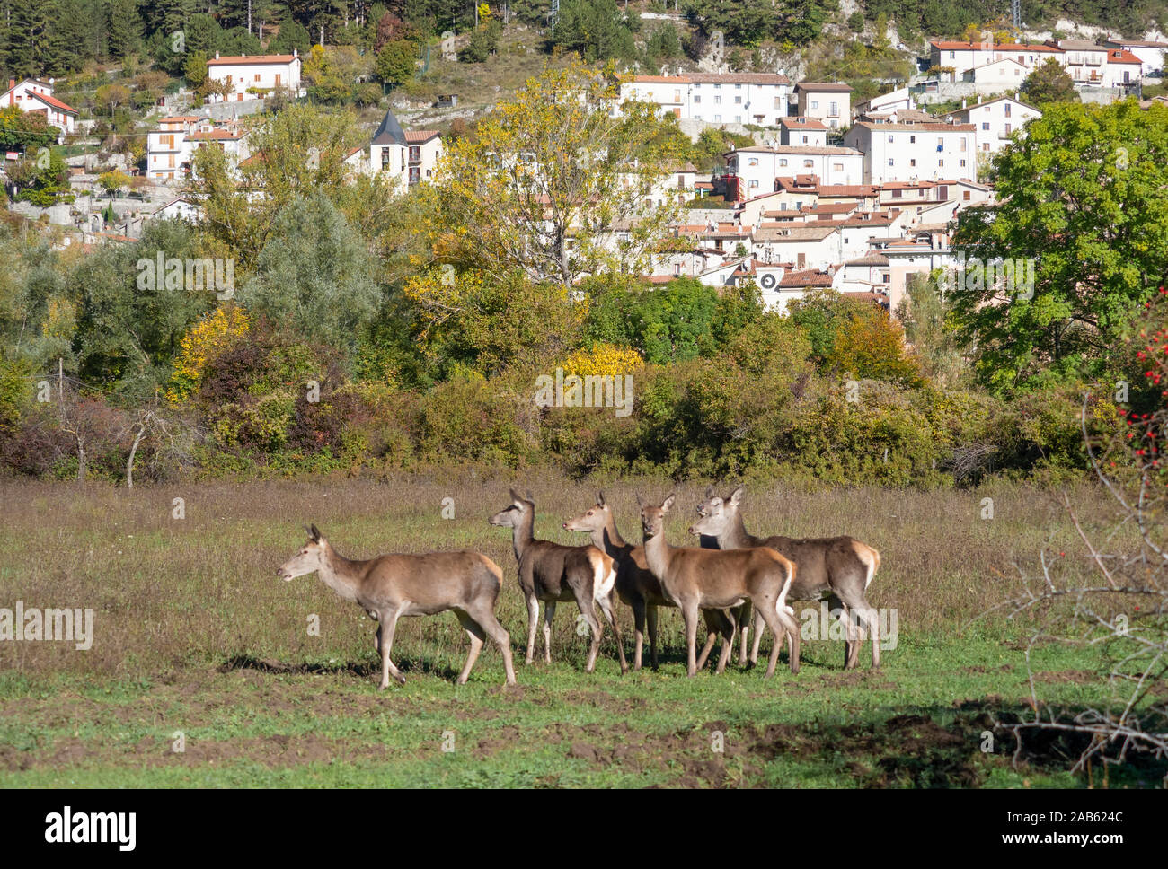 Parco nazionale d'Abruzzo, Lazio e Molise (Italia) - L'autunno con fogliame in italiano montagna riserva naturale, con piccole cittadine, animali selvatici Foto Stock