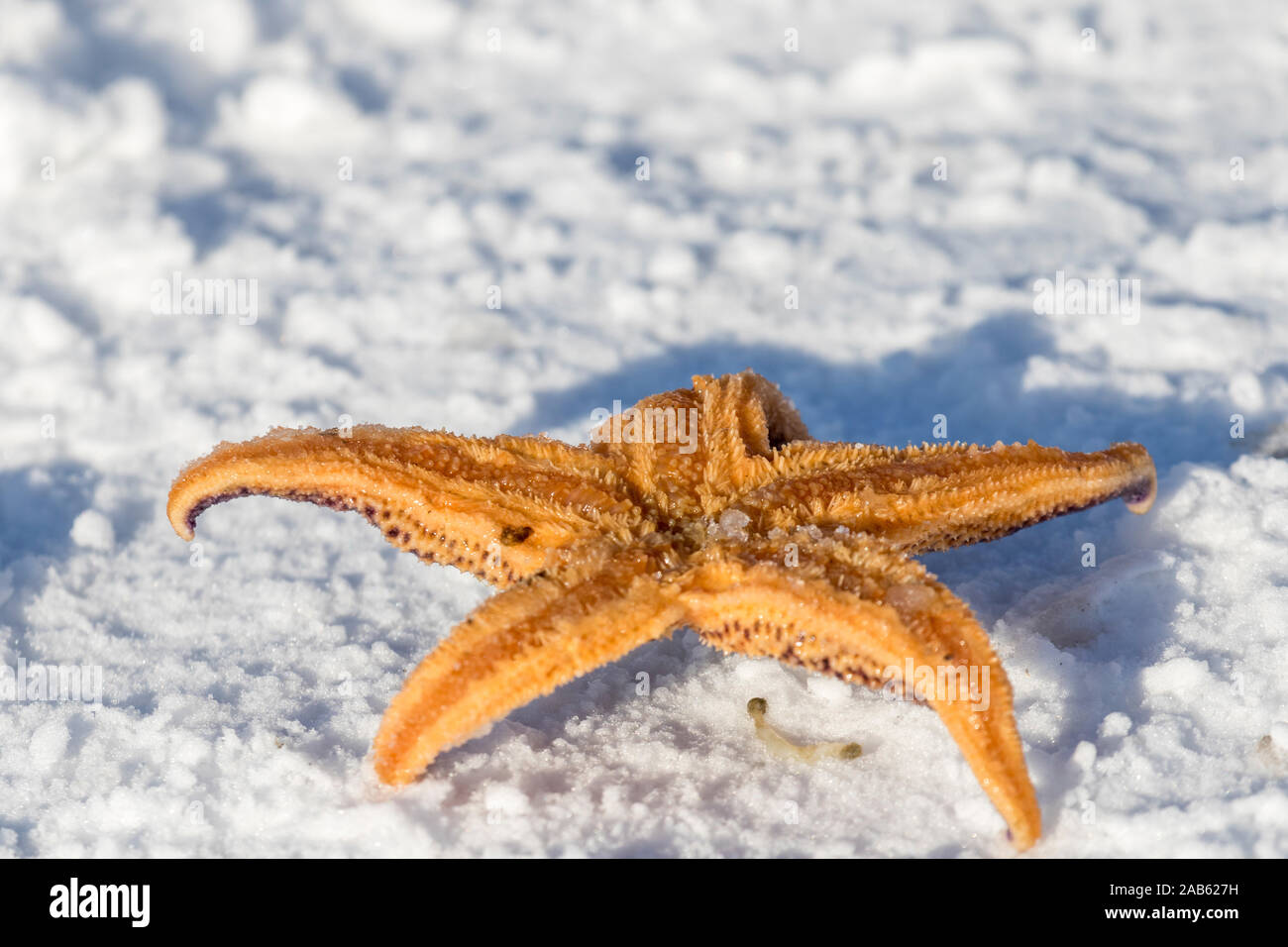 Seestern (Asteroidea) Foto Stock