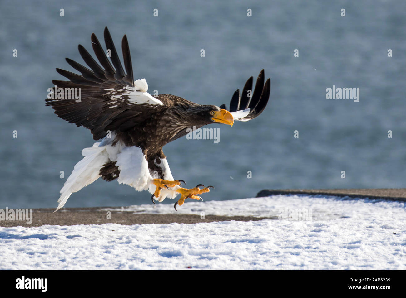 Riesenseeadler (Haliaeetus pelagicus) Foto Stock