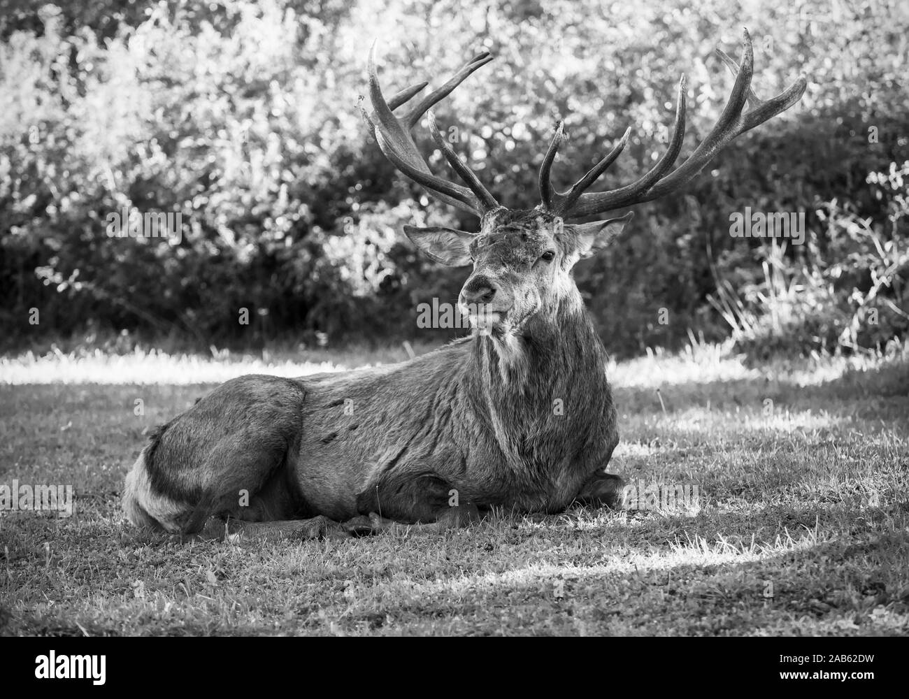 Parco nazionale d'Abruzzo, Lazio e Molise (Italia) - L'autunno con fogliame in italiano montagna riserva naturale, con piccole cittadine, animali selvatici Foto Stock