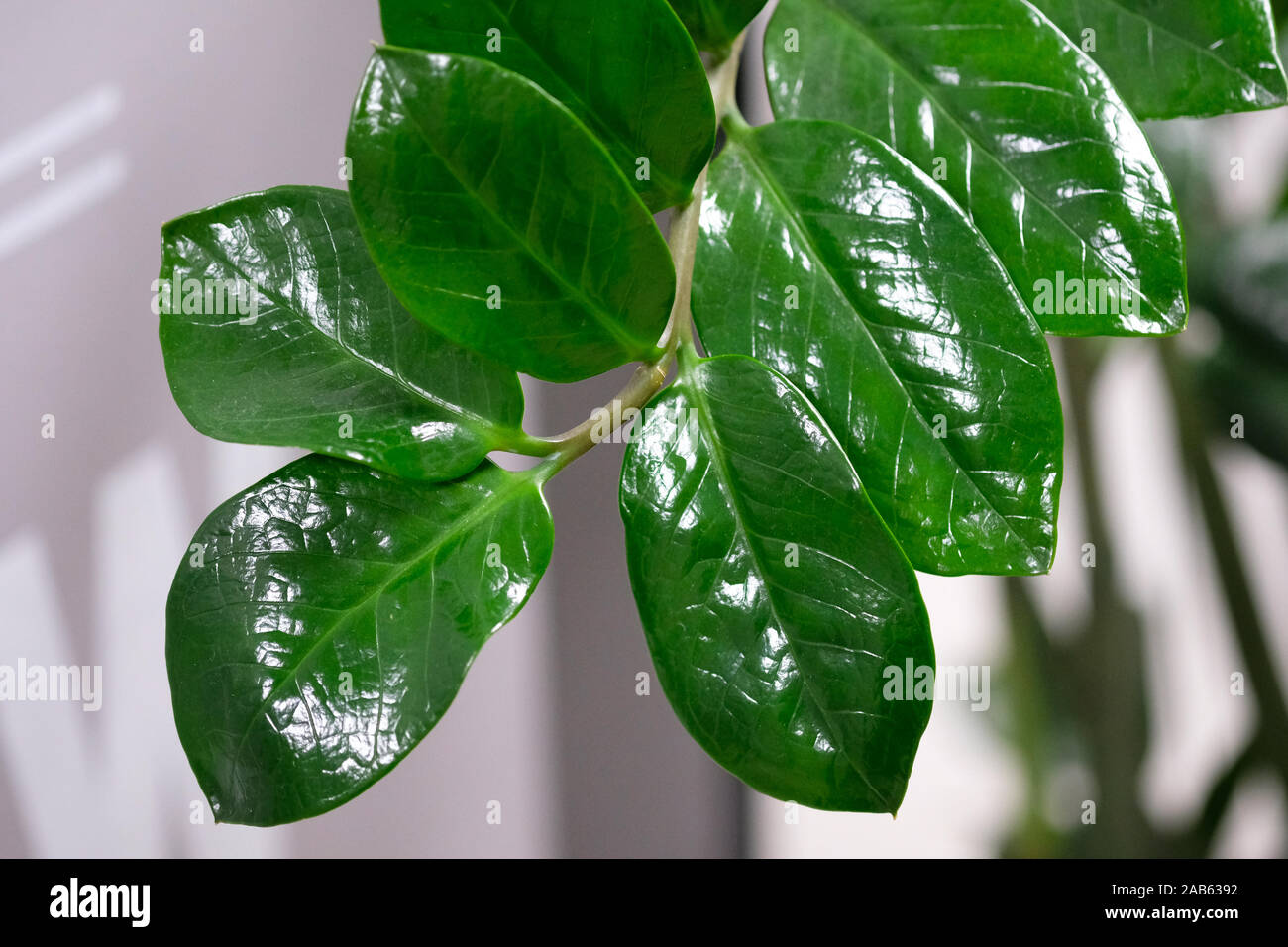 Un ramo di un fiore di casa con grandi lucide foglie verdi. Zanzibar Gemma impianto su una parete bianca sfondo. zamioculcas con spessi bright foglie verdi. Foto Stock
