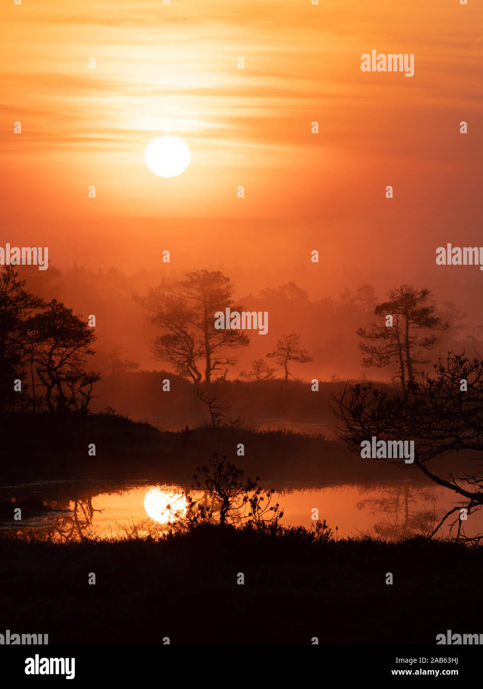 Croccante mattina di primavera in bog Foto Stock
