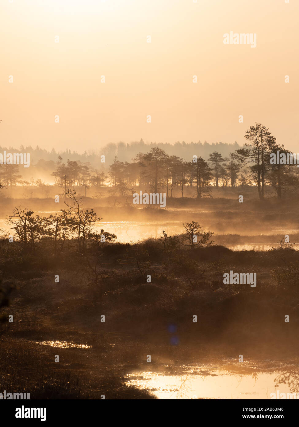 Croccante mattina di primavera in bog Foto Stock