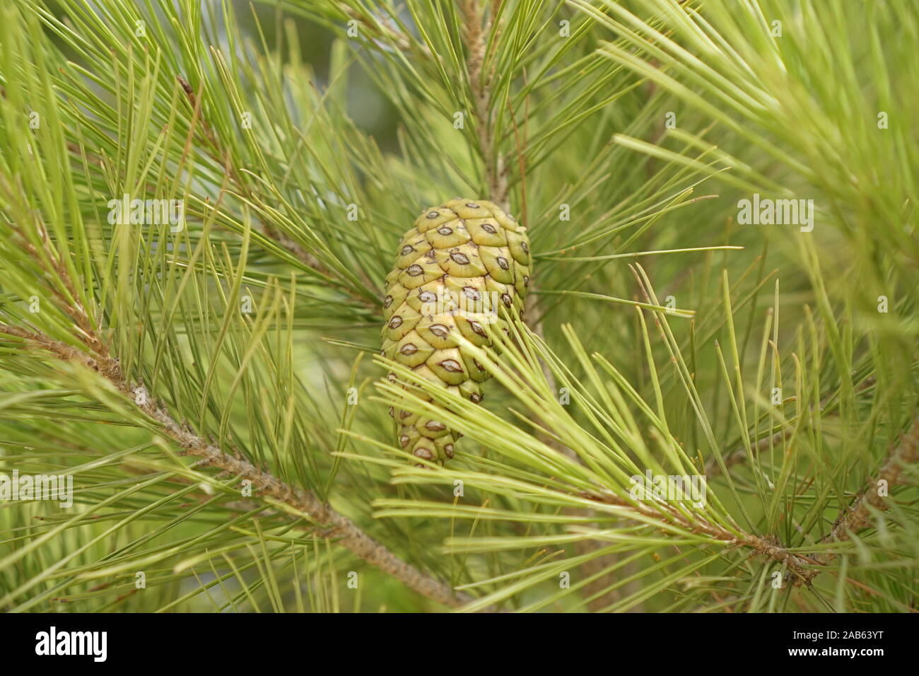 Un verde giovane pigna nel mezzo di aghi di pino in un pino Foto Stock