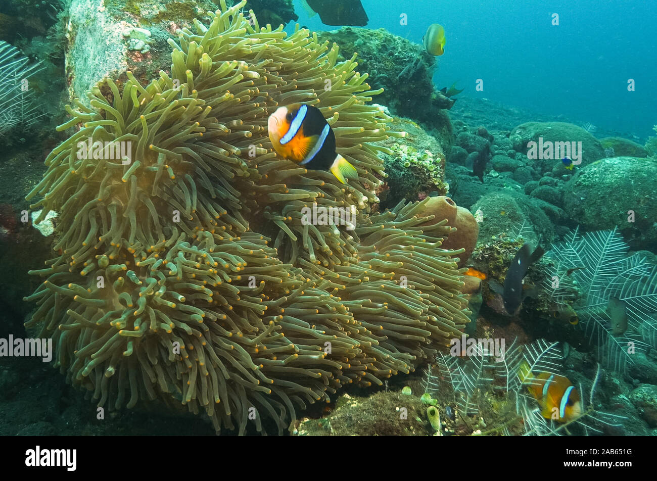 Clownfish e anemone al relitto del liberty in tulamben, Bali Foto Stock