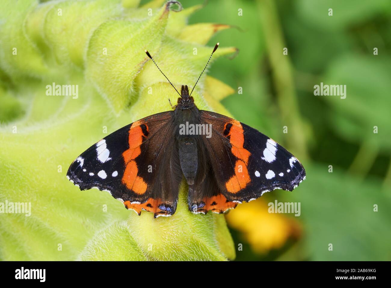 Primo piano di una farfalla ( Vanessa Atalanta ) con ali spiegate in appoggio sul dorso di un girasole. Foto Stock