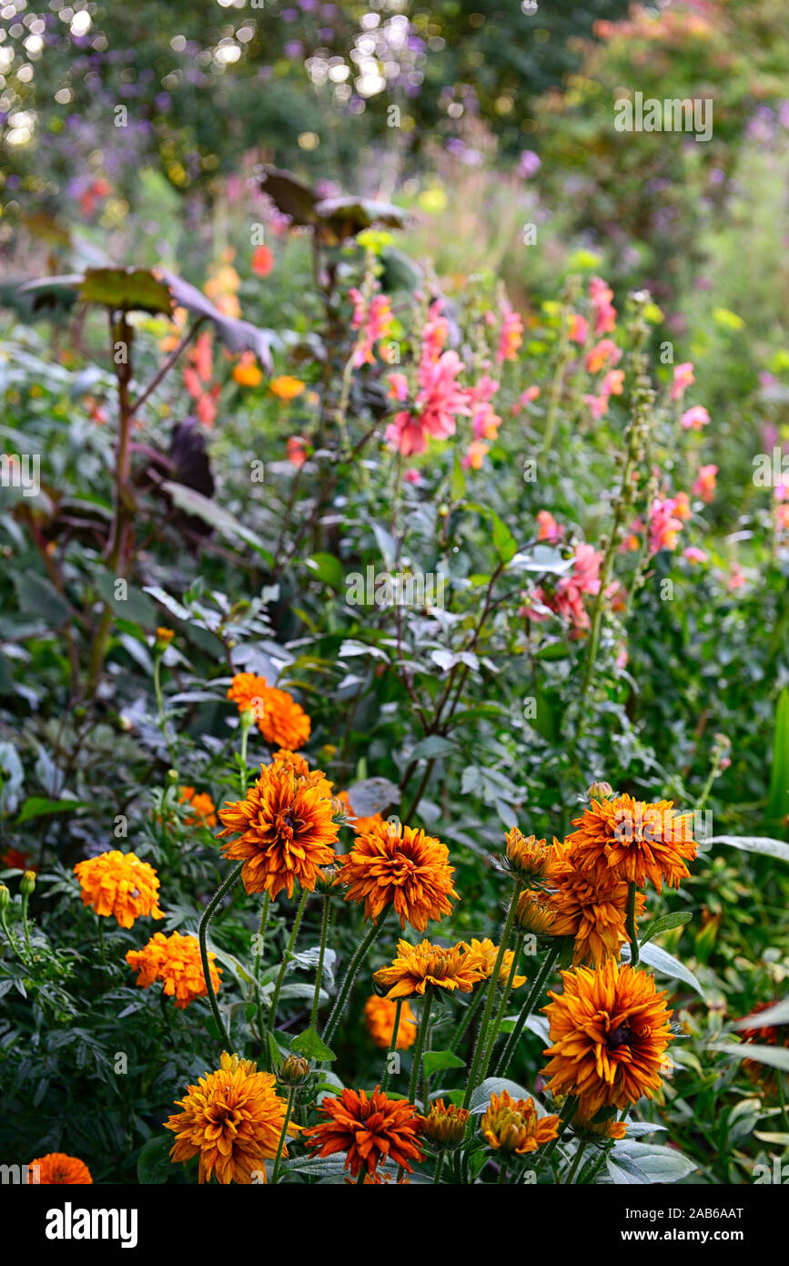 Rudbeckia hirta Cherokee Sunset,black-eyed Susan,mezza annuale hardy,arancione,ruggine,giallo,mix,miscelati,colore,colori,RM Floral Foto Stock
