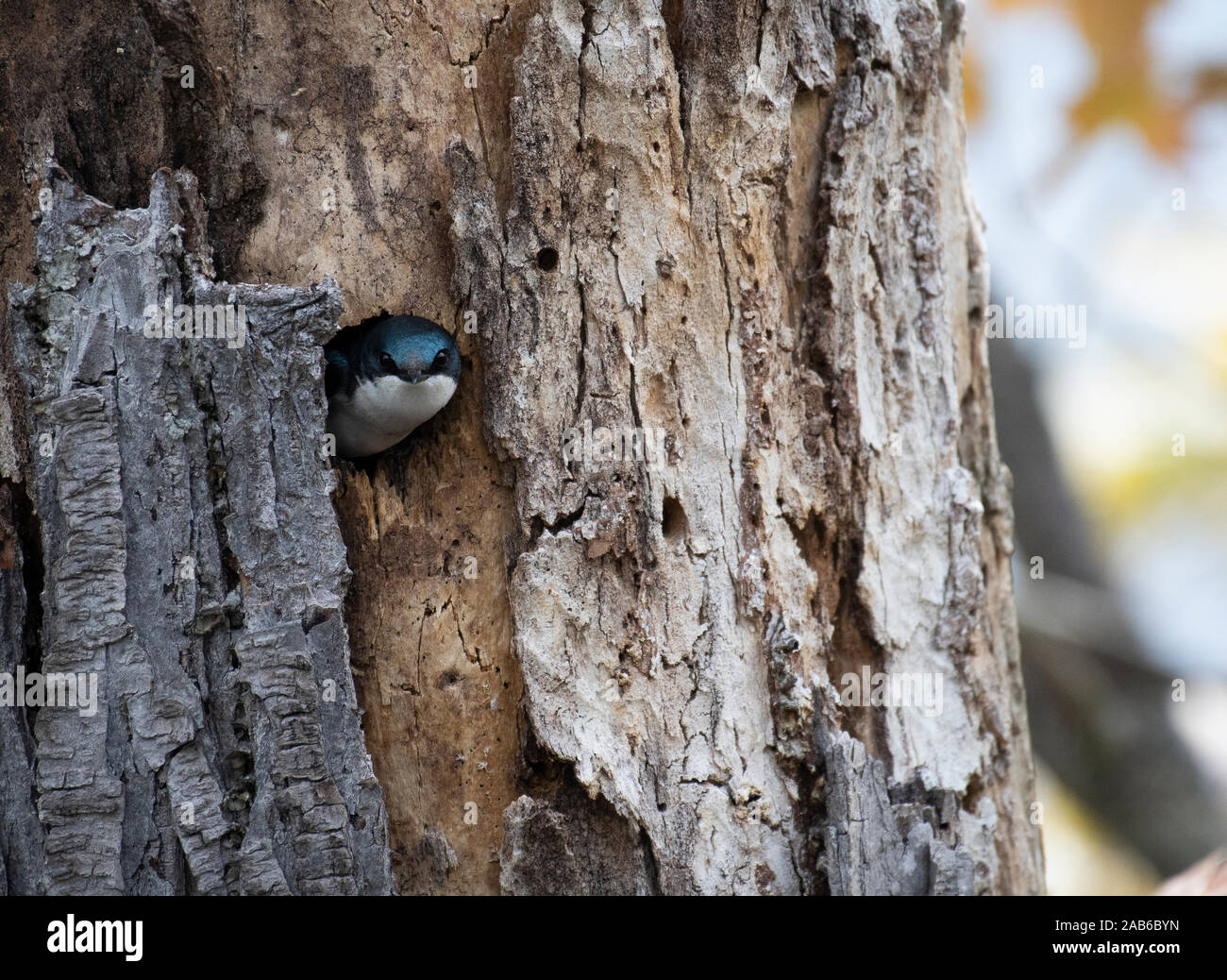 Tree swallow genitore uscendo dal suo nido Foto Stock