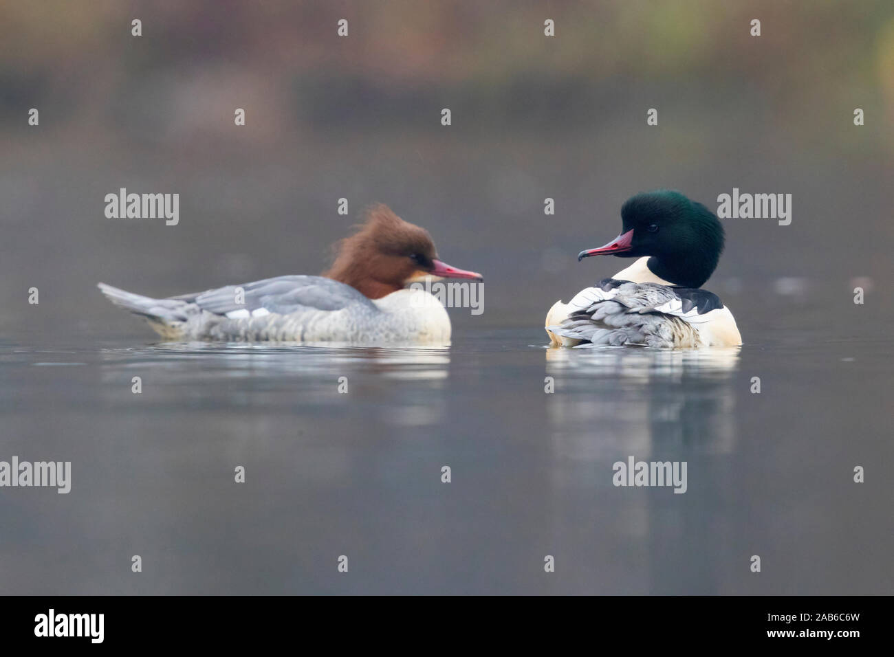 Comune (Merganser Mergus merganser), un paio di riposo in acqua, Mazovian voivodato, Polonia Foto Stock