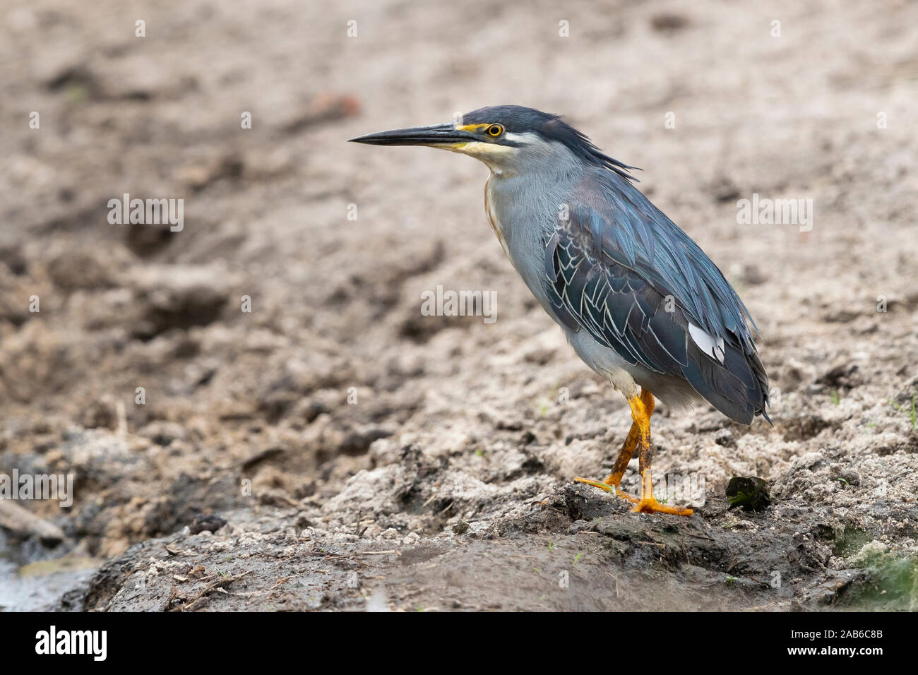 Airone striato (Butorides striata), adulto in piedi sul suolo, Parco Nazionale Kruger, Mpumalanga, Sud Africa Foto Stock