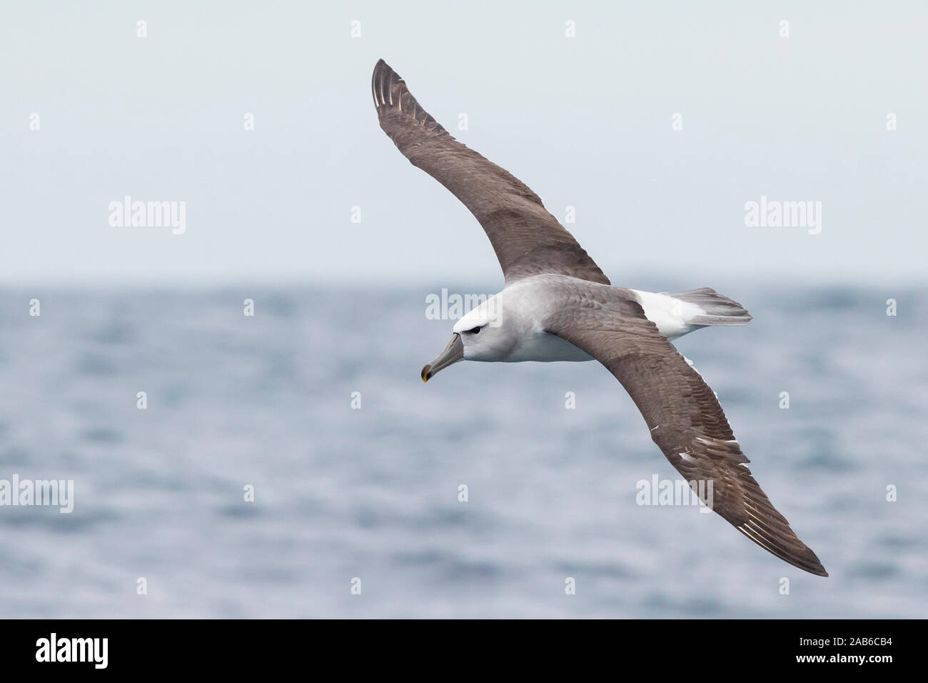 Timido Albatross (Thalassarche cauta), i capretti in volo mostra upperparts, Western Cape, Sud Africa Foto Stock
